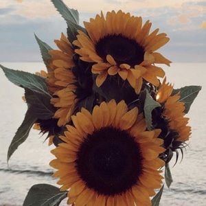 Meet your Posher, Nicolenicole